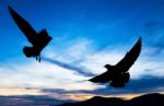 Silhouetted Two Seagull Flying At Colorful Sunset Stock Photo