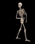 Skeleton Stock Photo