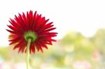 Gerbera Flower Stock Photo