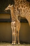 Giraffe On A Zoo Stock Photo