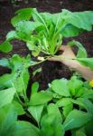 Woman Hand Harvesting Green Leaves Of Clean Organic Vegetable In Home Garden Farming Stock Photo