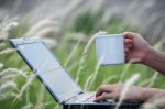 Using Laptop With Coffee Cup And Reeds Background Stock Photo