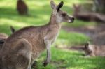 Kangaroo Outside Stock Photo