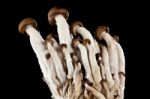 Mushrooms On A Black Background Stock Photo