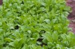 Arugula Plantation In Greenhouse Organic Garden Stock Photo