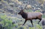 Elk Or Wapiti (cervus Canadensis) Stock Photo