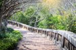 Landscape Of Tunnel Trees Way Walk Of Phra Nakhon Khiri Historic Stock Photo