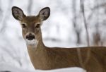 Beautiful Isolated Background With A Wild Deer In The Snowy Forest Stock Photo