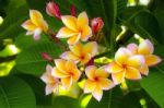 Plumeria (frangipani) Flowers Stock Photo