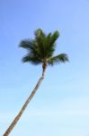 Top Of Coconut In Blue Sky Stock Photo