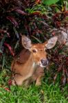 Female Antelope On Ground In Park Stock Photo