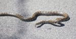 Beautiful Isolated Picture With A Snake On A Road Stock Photo