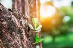 Tree Growing With Sun Shining Stock Photo