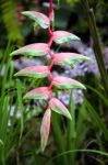 Heliconia (chartacea) In Singapore Botanical Gardens Stock Photo