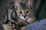 A Cat Looking Around By Enthusiasts Stock Photo