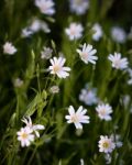 Greater Stitchwort Stock Photo