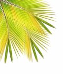 Coconut Leaf Isolated White Background Stock Photo