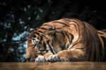 Siberian Tiger (panthera Tigris Altaica) Stock Photo