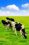 Cows On A Green Field And Blue Sky Stock Photo