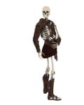 Standing Skeleton warrior Stock Photo