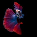 Betta Fish On Black Stock Photo