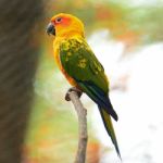 Sun Conure Stock Photo