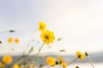 Mexican Sunflower Amazing View With Green Grass And Blue Sky Lan Stock Photo