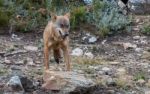 The Iberian Wolf Stock Photo