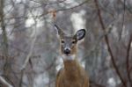 Beautiful Background With The Deer Stock Photo