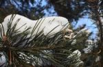 Wedding Rings On A Pine Branch In The Snow Stock Photo