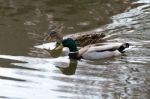 A Pair Of Mallards (anas Platyrhynchos) Stock Photo