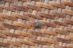 Jumping Spider On Native Thai Style Bamboo Wall Stock Photo