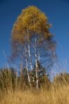 Autumn  Colors Stock Photo