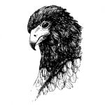 Eagle Bird Doodle Hand Drawn Stock Photo