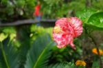 Beautifully Flower Stock Photo