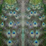 Green Peafowl Feather Stock Photo