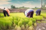 Thai Farmer Working In Rice Field Stock Photo