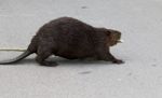 Beautiful Photo Of A North American Beaver In Front Of The Grass Stock Photo