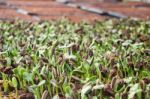 Organic Green Young Sunflower Sprouts Stock Photo