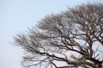 Dry Tree With Space Stock Photo