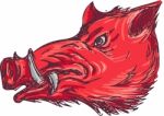 Wild Boar Razorback Head Side Drawing Stock Photo