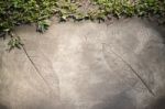 Leaf Print On Concrete Texture In Garden Stock Photo