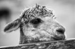 Alpaca In A Field. Black And White  Stock Photo