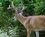 Beautiful Background With A Wild Male Deer With The Horns Near The Green Bush Stock Photo