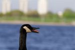 Scream Of A Goose Stock Photo