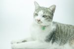 Cute Cat Portrait Wearing A Securitiy Collar In Relaxing Time Stock Photo