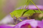 Sickle-bearing Bush-cricket (phaneroptera Falcata) Stock Photo