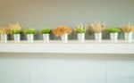 Simply Plant Bucket Decorated On Counter Stock Photo