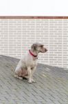 Brown Domestic Dog With Red Collar Stock Photo