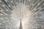 White Peacock Show With Feathers Stock Photo